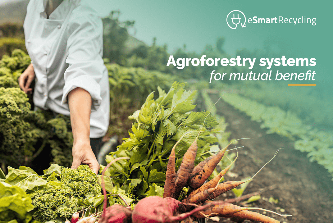 Agroforestry systems for mutual benefit